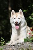 SIBERIAN HUSKY 300